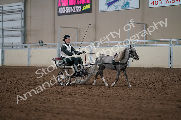 2019 Morgan Horse Show - Aug 30, 2019 - 13401