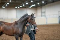 2020 - AB Morgan Horse - Fri, Sept 04 - 08570