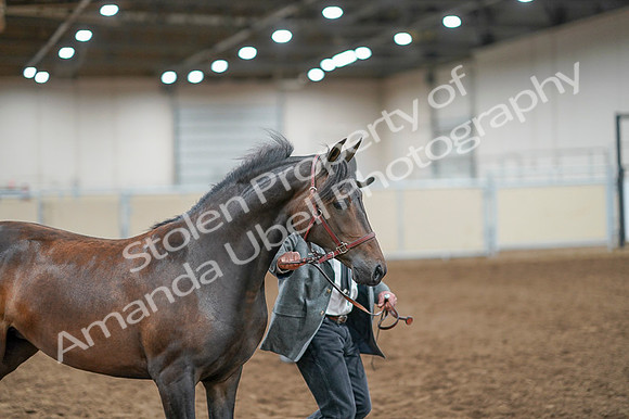 2020 - AB Morgan Horse - Fri, Sept 04 - 08570