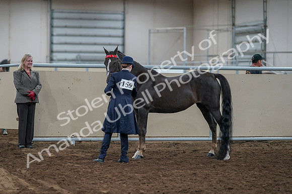 2020 - AB Morgan Horse - Fri, Sept 04 - 00979