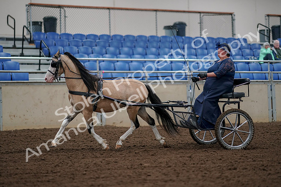 2019 Morgan Horse Show - Aug 30, 2019 - 13211
