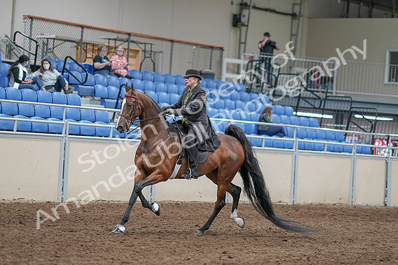 2020 - AB Morgan Horse - Fri, Sept 04 - 09531