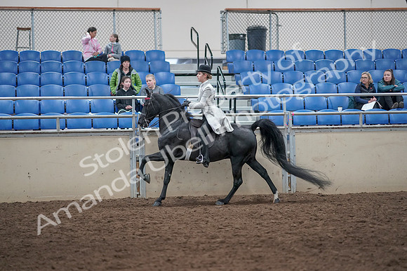 2019 Morgan Horse Show - Aug 31, 2019 - 09505
