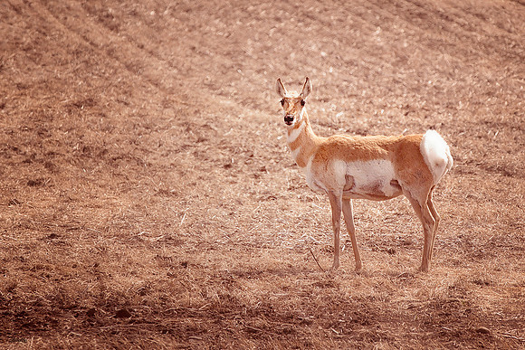 NA Wild Animals - 015