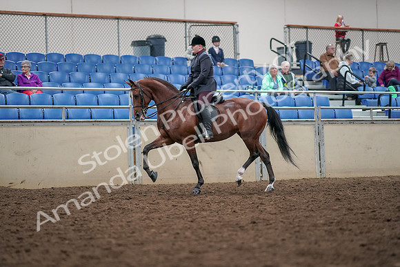 2019 Morgan Horse Show - Aug 30, 2019 - 20428