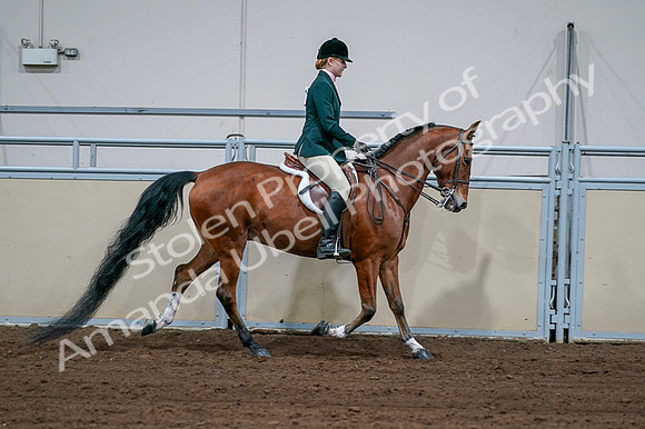 2020 - AB Morgan Horse - Fri, Sept 04 - 01744