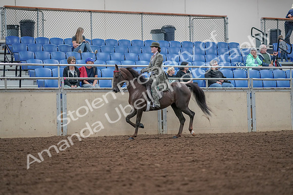 2019 Morgan Horse Show - Aug 30, 2019 - 15506