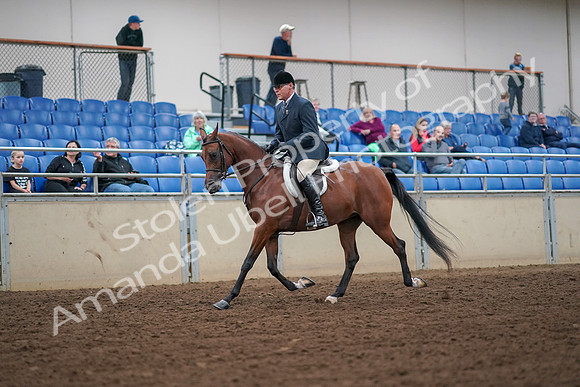 2019 Morgan Horse Show - Aug 30, 2019 - 16271