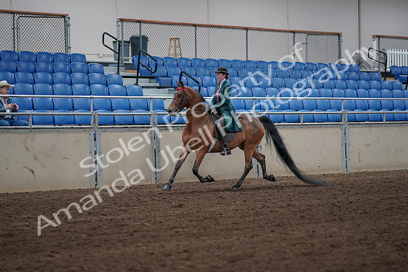 2019 Morgan Horse Show - Sept 01, 2019 - 13152
