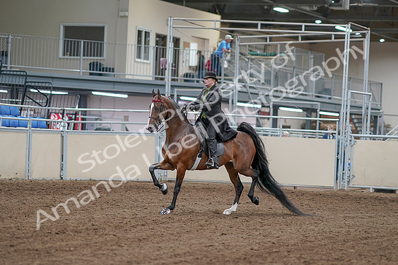 2020 - AB Morgan Horse - Fri, Sept 04 - 09516