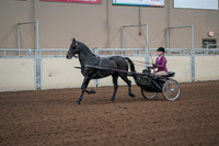2019 Morgan Horse Show - Sept 01, 2019 - 10377