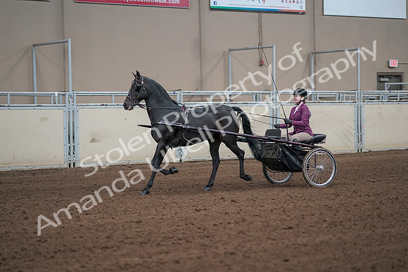 2019 Morgan Horse Show - Sept 01, 2019 - 10377