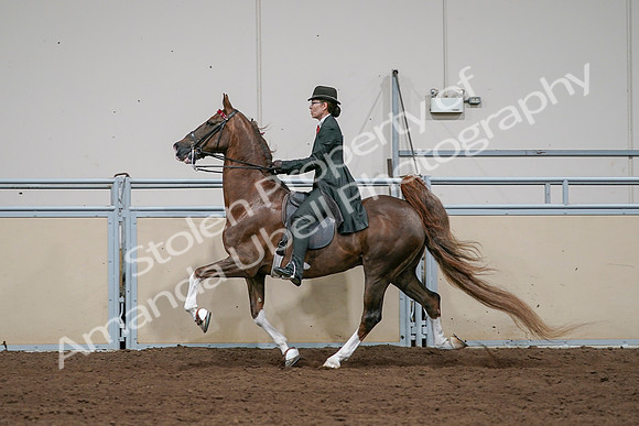 2020 - AB Morgan Horse - Sat, Sept 05 - 13068