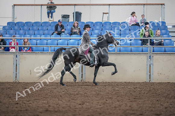 2019 Morgan Horse Show - Aug 31, 2019 - 09570