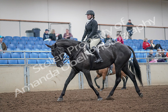 2019 Morgan Horse Show - Aug 31, 2019 - 14899
