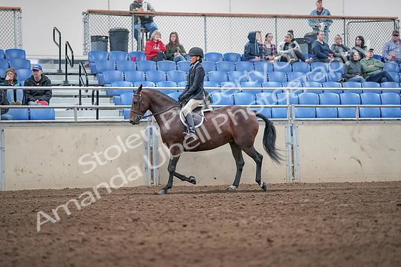 2019 Morgan Horse Show - Aug 31, 2019 - 19530
