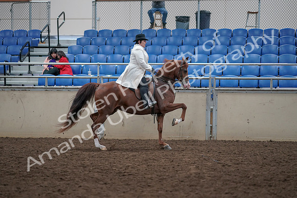 2019 Morgan Horse Show - Aug 31, 2019 - 17979
