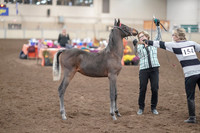 2019 Morgan Horse Show - Aug 31, 2019 - 00074