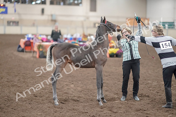 2019 Morgan Horse Show - Aug 31, 2019 - 00074