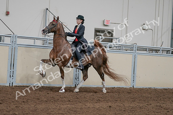 2020 - AB Morgan Horse - Fri, Sept 04 - 09725