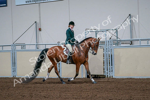 2020 - AB Morgan Horse - Fri, Sept 04 - 01727