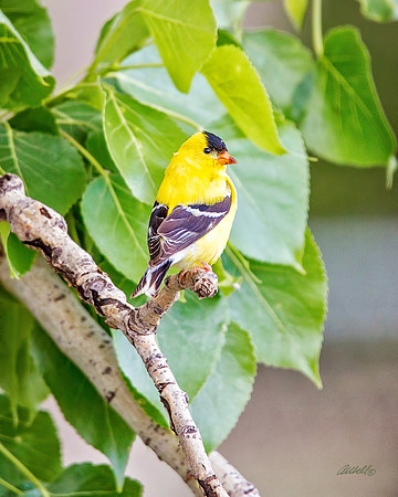 Birds - 275
