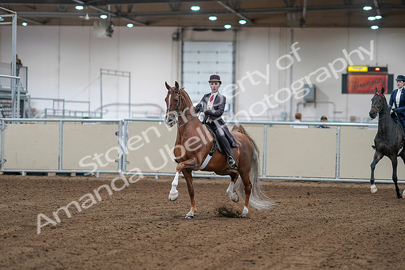2020 - AB Morgan Horse - Sat, Sept 05 - 06134