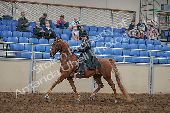 2020 - AB Morgan Horse - Fri, Sept 04 - 11265