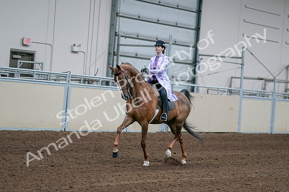 2020 - AB Morgan Horse - Fri, Sept 04 - 05004