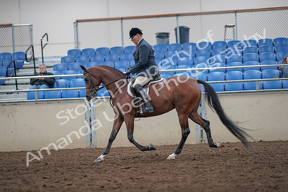 2019 Morgan Horse Show - Aug 31, 2019 - 14837