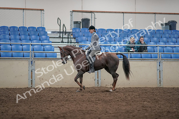 2019 Morgan Horse Show - Aug 31, 2019 - 07257
