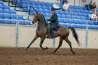 2020 - AB Morgan Horse - Sat, Sept 05 - 07912