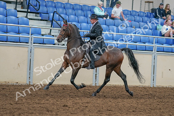 2020 - AB Morgan Horse - Sat, Sept 05 - 07912