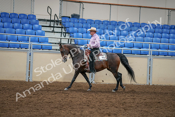 2020 - AB Morgan Horse - Sat, Sept 05 - 05669