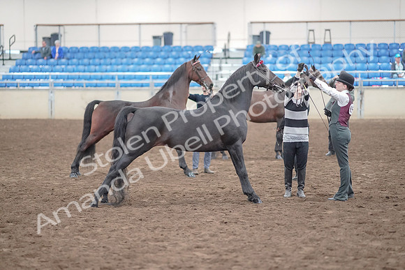 2019 Morgan Horse Show - Aug 31, 2019 - 03702
