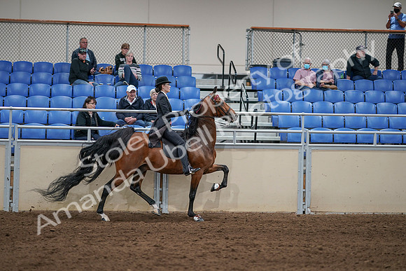 2020 - AB Morgan Horse - Sat, Sept 05 - 06814