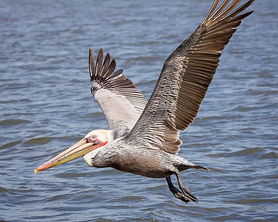 Birds - 174