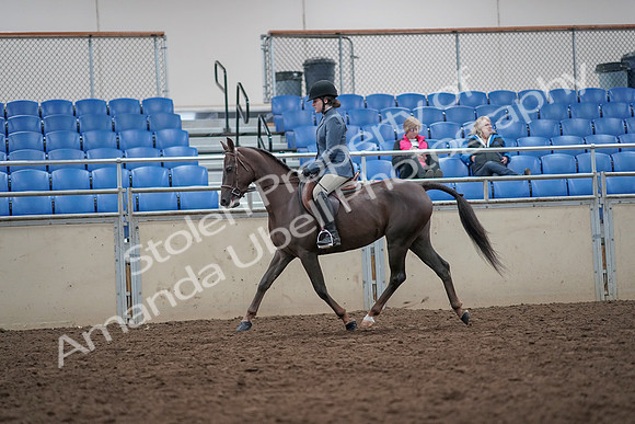 2019 Morgan Horse Show - Aug 31, 2019 - 16624
