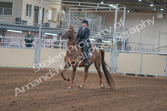 2020 - AB Morgan Horse - Sun, Sept 06 - 00022