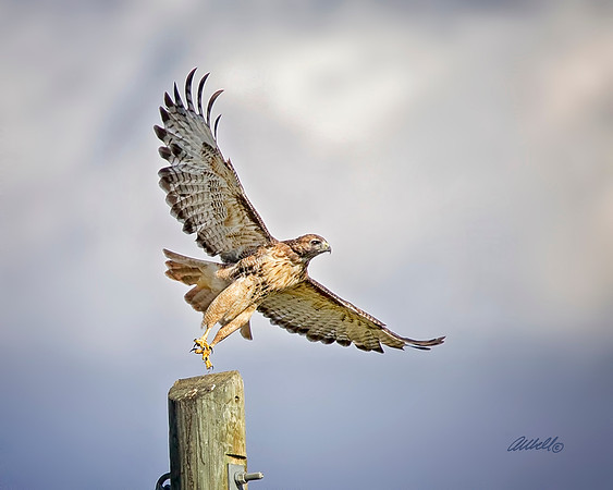 Birds - 282