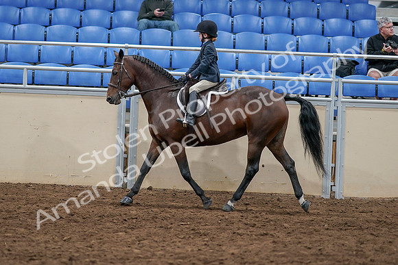2020 - AB Morgan Horse - Sun, Sept 06 - 07721