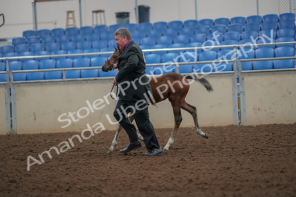 2019 Morgan Horse Show - Aug 30, 2019 - 24666