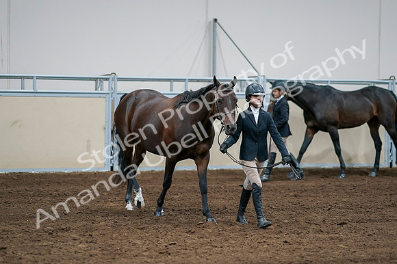 2020 - AB Morgan Horse - Fri, Sept 04 - 00786