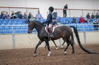 2019 Morgan Horse Show - Aug 31, 2019 - 19385