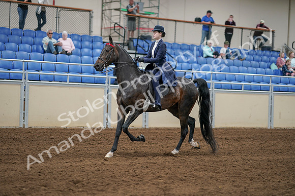 2020 - AB Morgan Horse - Sat, Sept 05 - 06275