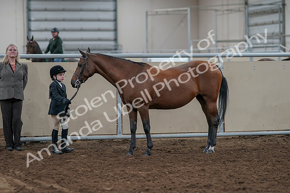 2020 - AB Morgan Horse - Fri, Sept 04 - 00892