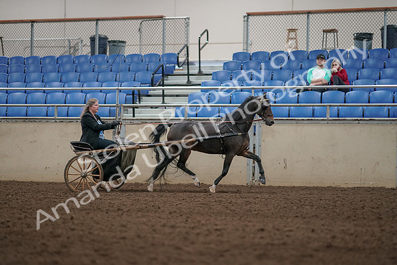 2019 Morgan Horse Show - Aug 31, 2019 - 04461