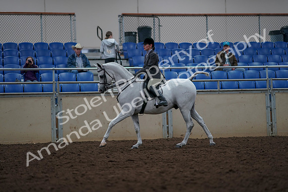 2019 Morgan Horse Show - Aug 31, 2019 - 15017