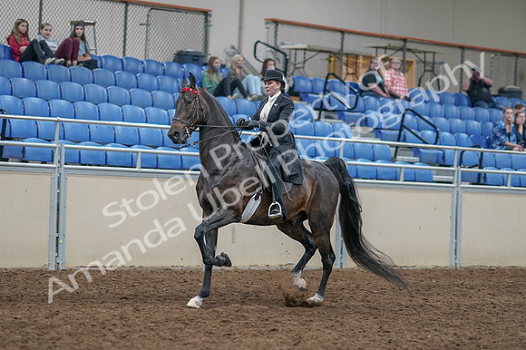 2020 - AB Morgan Horse - Fri, Sept 04 - 11338