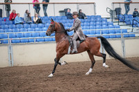 Class 127 - ASB Three-Gaited Show Pleasure - Stake